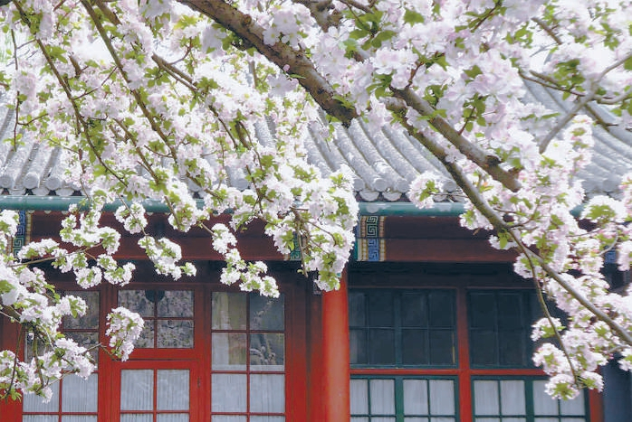 宋庆龄故居里的海棠花竞相绽放 摄影：李明放