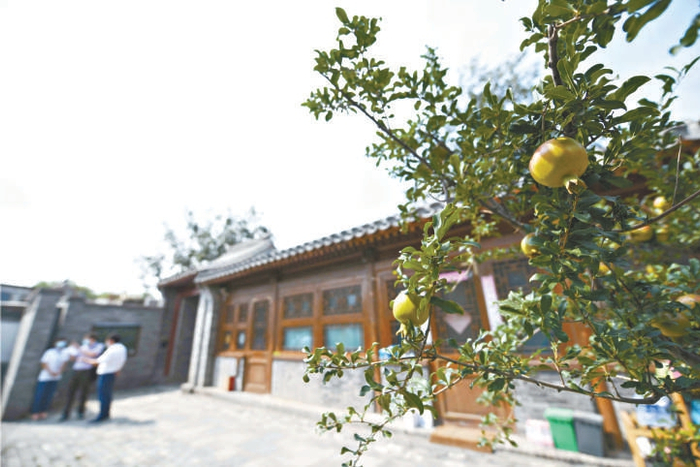 庭院中的石榴树 摄影：和冠欣