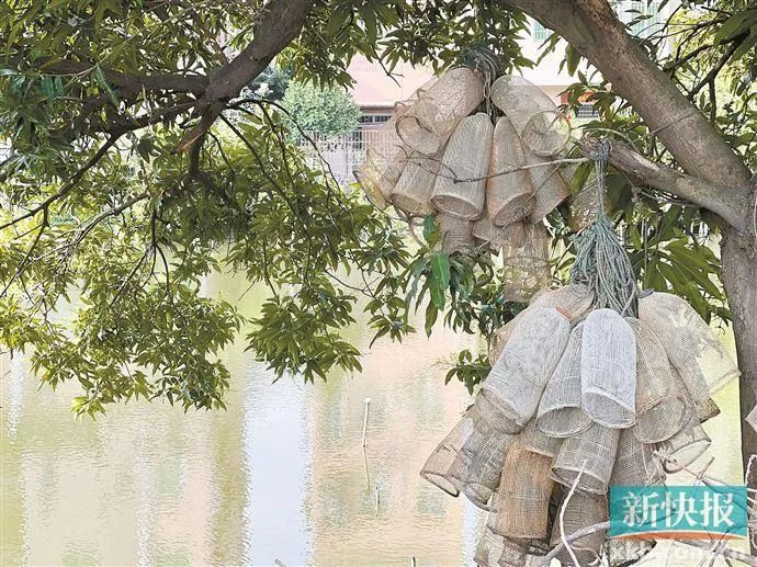 沙洛村水涌边树干上挂着的捕捞网。