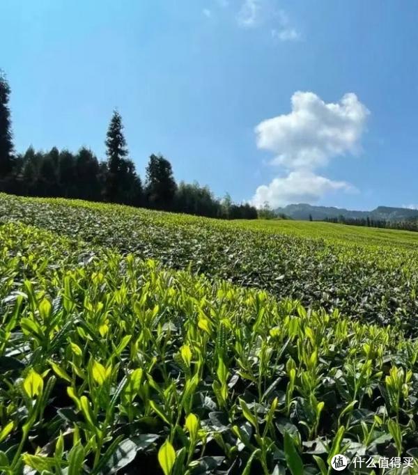 茶饮介绍之茶叶种类——篇一-第1张图片-福建名茶