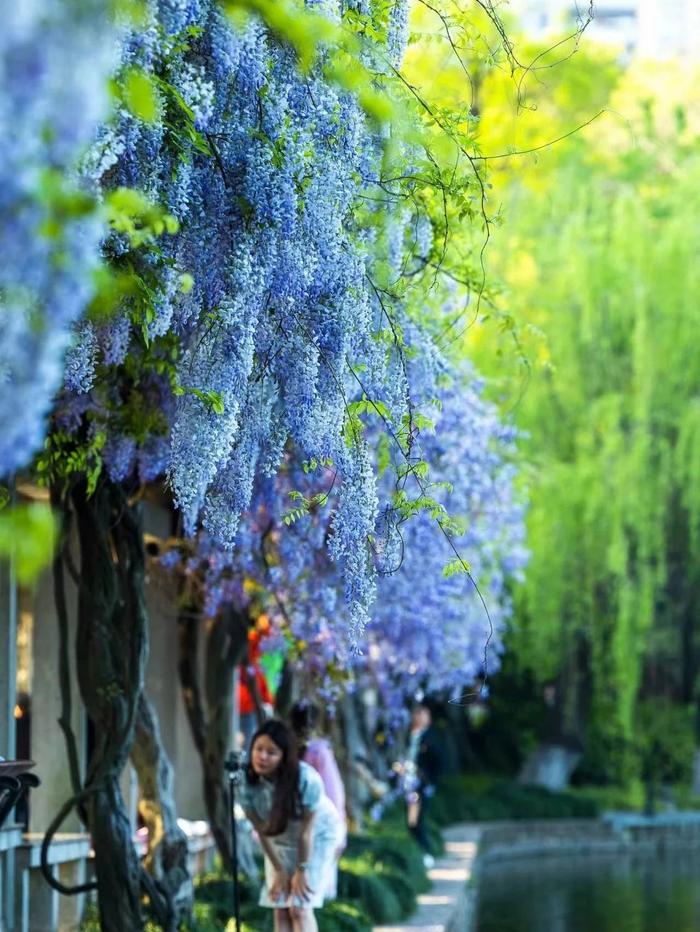 浙江看紫藤花的景区图片