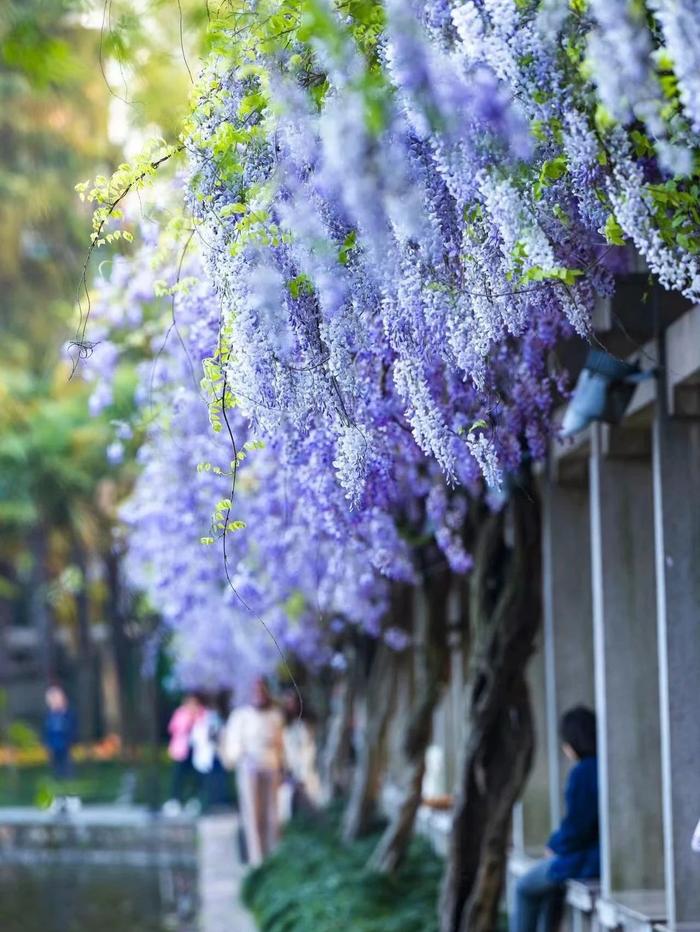 浙江看紫藤花的景区图片