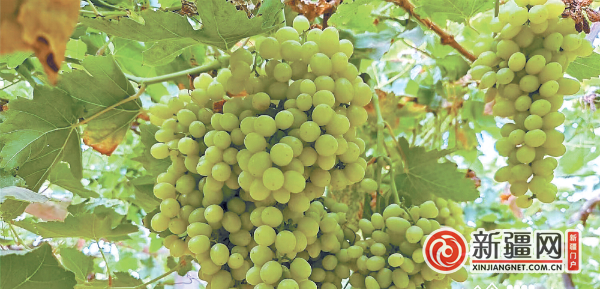 无核白葡萄（资料图片）