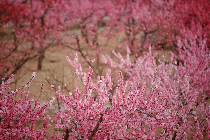 4月12日，第二十五届北京平谷国际桃花节，桃花绽放春景如画。新京报记者 薛珺 摄