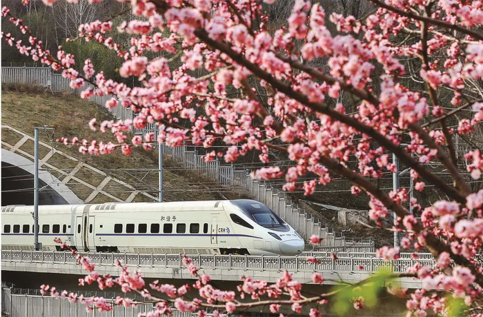 高铁在杏花掩映下驶过吉林市草木沟  刘慎库 摄