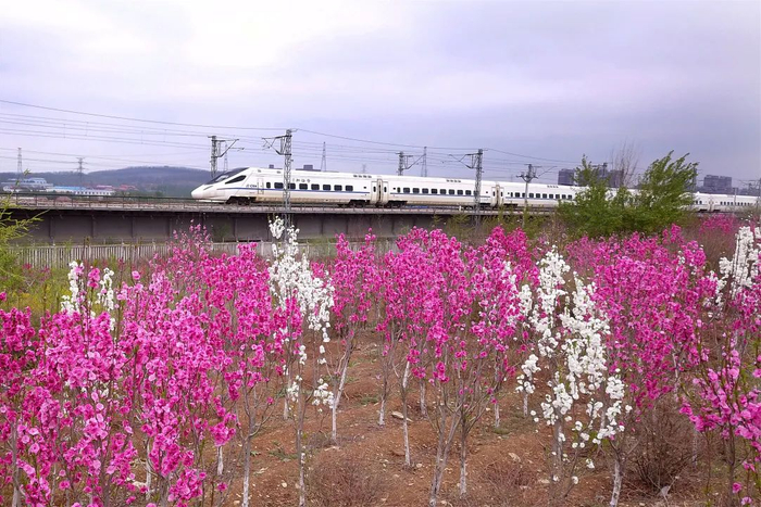 高铁途经大连市前关城市中央湿地公园  刘慎库 摄