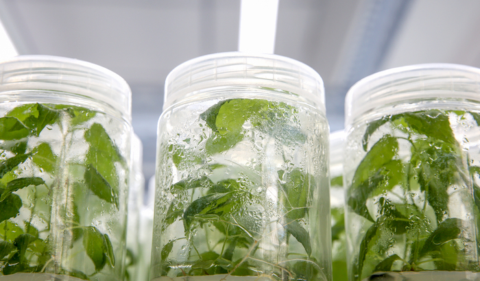 实验室中扦插的古毛白杨枝条。何建勇摄