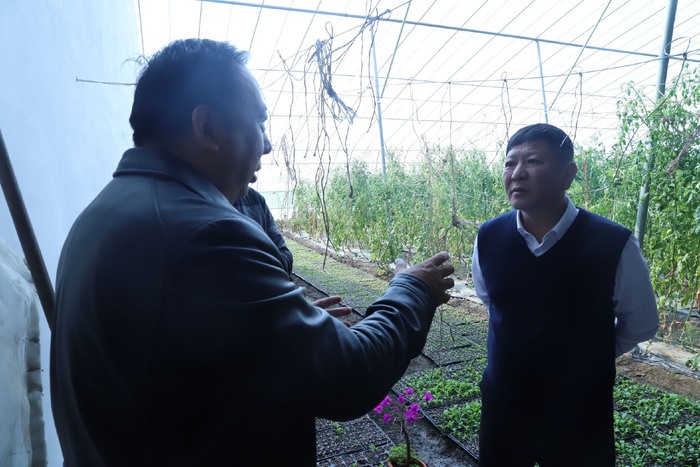 中国农科院蔬菜花卉研究所叶菜团队研究员张淑江指导李瑞海种植玉田白菜。新京报记者 陈璐 摄