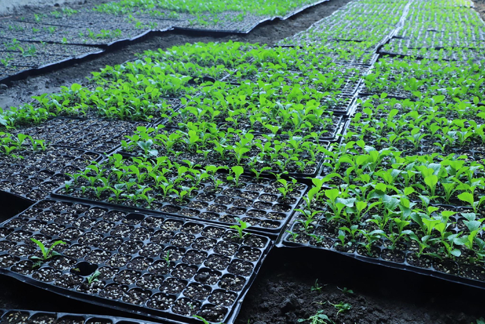 刚下种不久的春茬包尖白菜。新京报记者 陈璐 摄