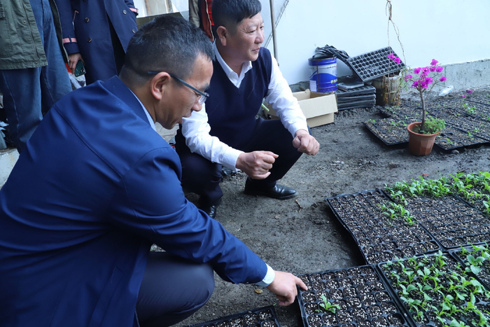 专家指导春茬包尖白菜种植。新京报记者 陈璐 摄