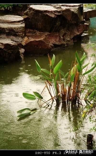 泥塘背景图图片