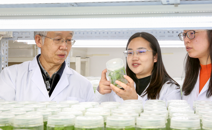 古毛白杨枝条被送往实验室。何建勇摄