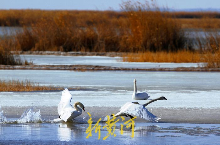 乌梁素海湿地保护区内的疣鼻天鹅 马海明 摄