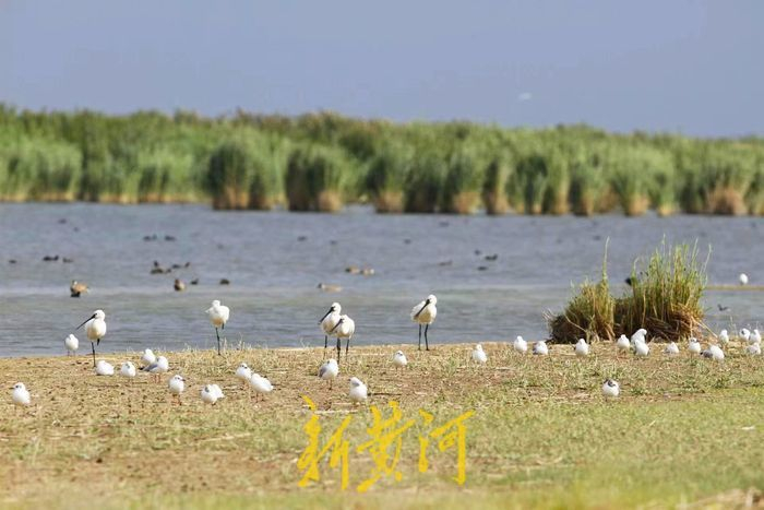 乌拉特前旗乌梁素海的白琵鹭、海鸥等鸟类 马海明 摄