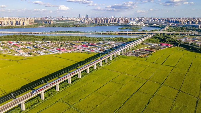 高铁途经沈阳市丁香湖附近的稻田  翟有丰 摄