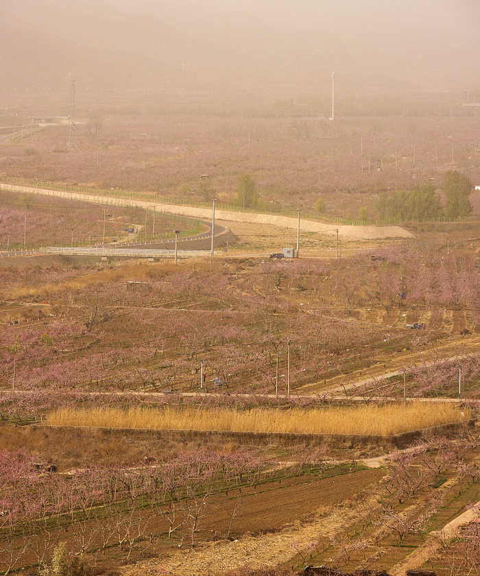 2023年4月12日，第二十五届北京平谷国际桃花节开幕，沙尘天气中俯瞰小金山赏花区。视觉中国 图