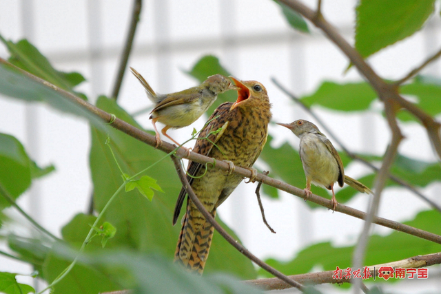 长尾颖叶莺（小）在喂八声杜鹃 梁家登 摄