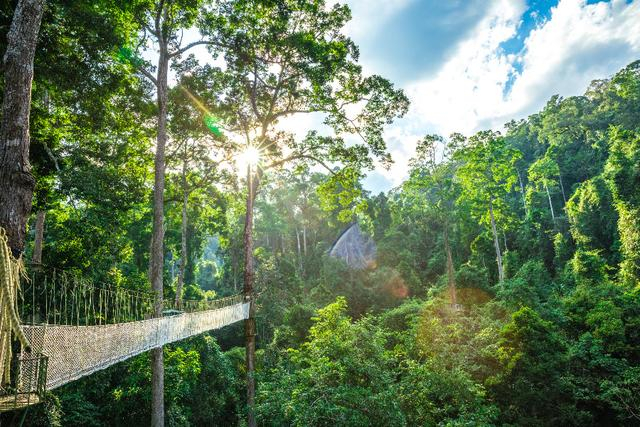 望天树景区 云南省林业和草原局 图