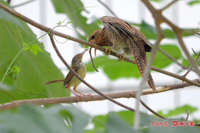 长尾颖叶莺（小）在喂八声杜鹃 梁家登 摄