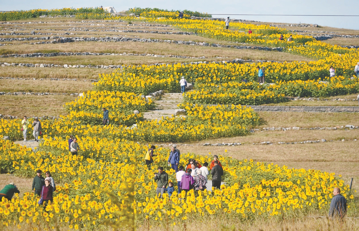 温榆河公园开满向日葵的芸上梯田。本报记者 程功摄