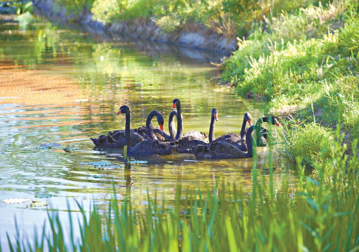 黑天鹅飞临温榆河公园。温榆河公园供图