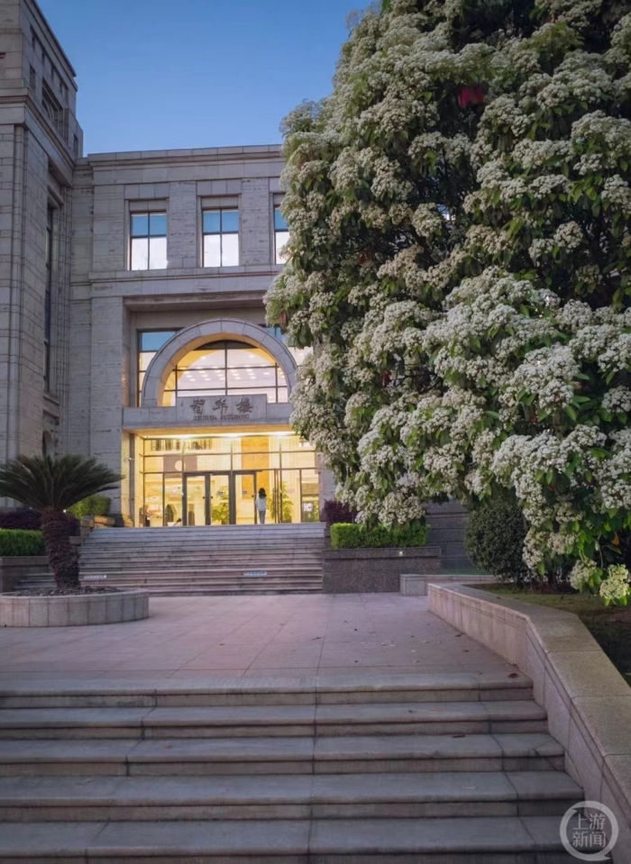 ▲盛开的石楠花。     图片来源/网络