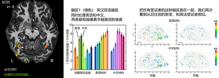 Sci Adv：詹旻野等报道中文字体可以激活的特定脑区