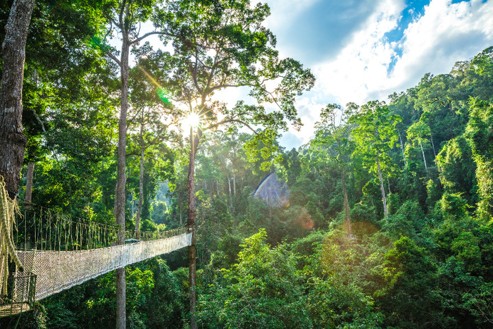 望天树景区 云南省林业和草原局 图