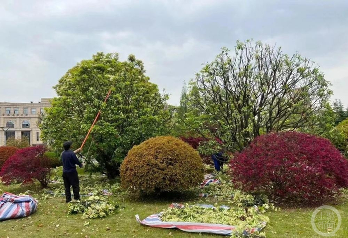 ▲复旦大学校内石楠花被剪。  图片来源/网络