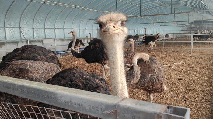 　　集贤村鸵鸟养殖基地里的鸵鸟。新华社记者黄腾 摄
