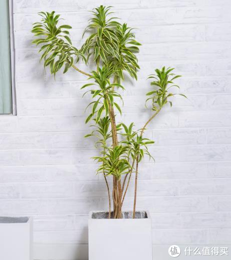 室内好养的观赏绿植推荐