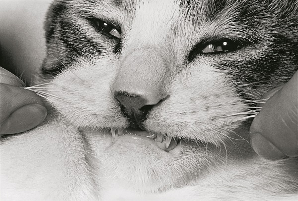 无题，1977-1978年。选自《佐助》个人收藏 © Masahisa Fukase Archives