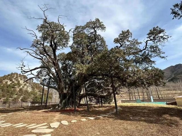 位于北京市密云区新城子镇的古柏“九搂十八杈”树龄约3500年，至今仍枝繁叶茂。农民日报·中国农网记者 刘云 摄