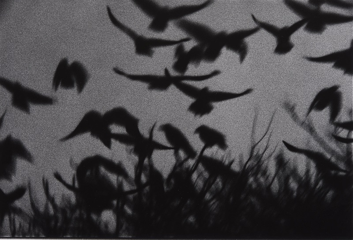 金泽，1978年。选自《鸦》日本大学艺术学部收藏 © Masahisa Fukase Archives