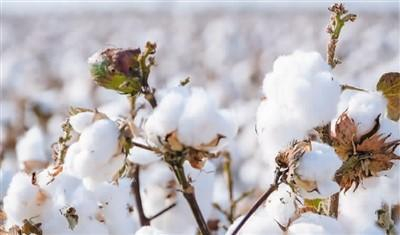 图为位于新疆的罗莱集团棉花种植基地，白绒绒的棉花开满枝头。受访企业供图