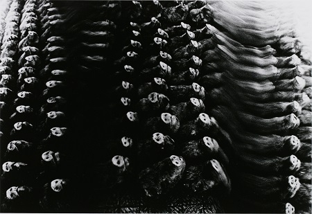 屠，芝浦，1963年。选自《游戏》东京都写真美术馆收藏 © Masahisa Fukase Archives
