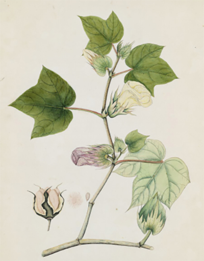 陆地棉（Gossypium hirsutum）水彩画，源自邱园（英国皇家植物园）