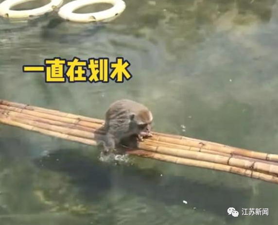 △网传网红“暴猴”被猴群霸凌（网络截图）