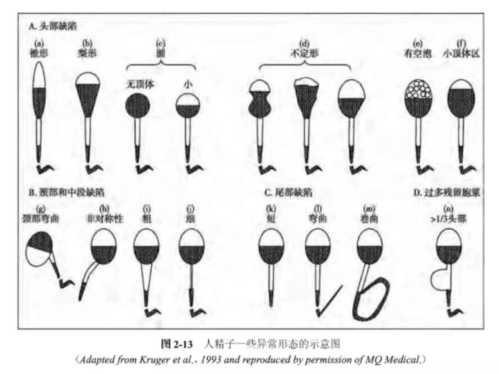 图源《WHO人类精液检查与处理实验室手册》