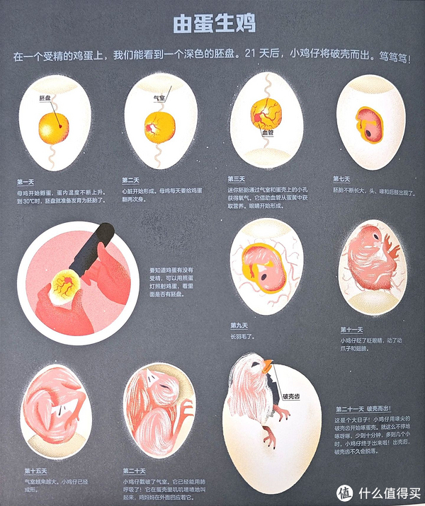 小鸡是如何从鸡蛋里孵化出来的?这样给孩子做科普,清楚又轻松!|母鸡|蛋黄|公鸡|胚胎|受精_新浪新闻