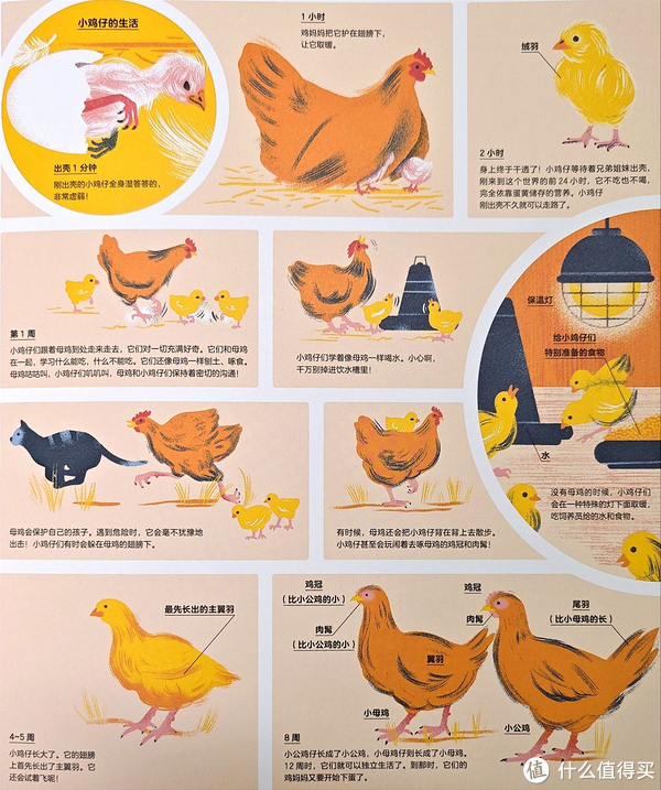 小孩小鸡鸡红肿有脓水，还很痒怎么办