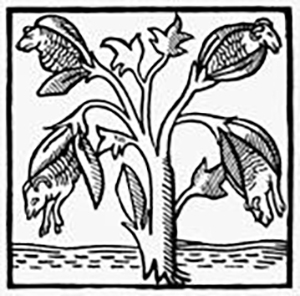 “鞑靼植物羊”木版画，源自《约翰·曼德维尔爵士航海及旅行记》（1725年的版本）