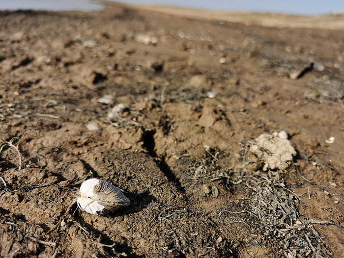 水位低枯让一些贝类底栖动物失去生存空间。