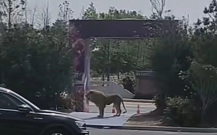 ▲在马戏团外行走的狮子。视频截图