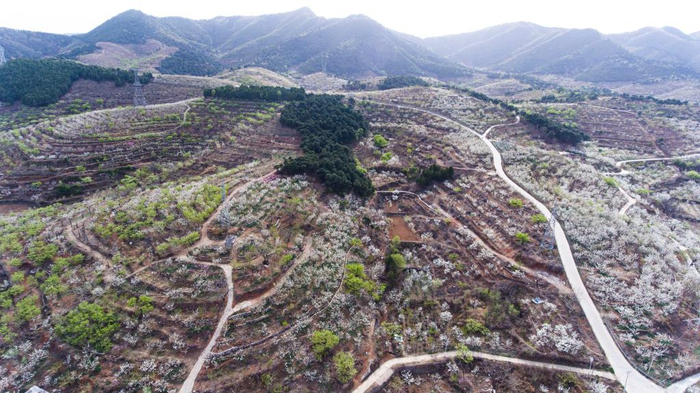 　　4月15日，天津市蓟州区罗庄子镇杨家峪村的红香酥梨种植基地梨花盛开（无人机照片）。新华社发（夏艳生摄）