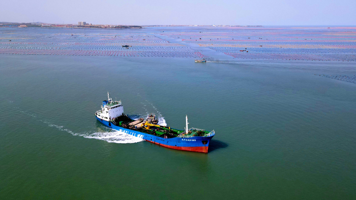 山东荣成鲍鱼养殖转场忙