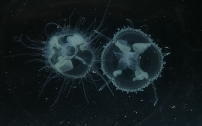 现身怀柔水库的“水中大熊猫”桃花水母。怀柔区生态环境局供图