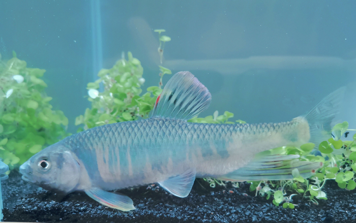 宽鳍鱲。北京市水文总站供图