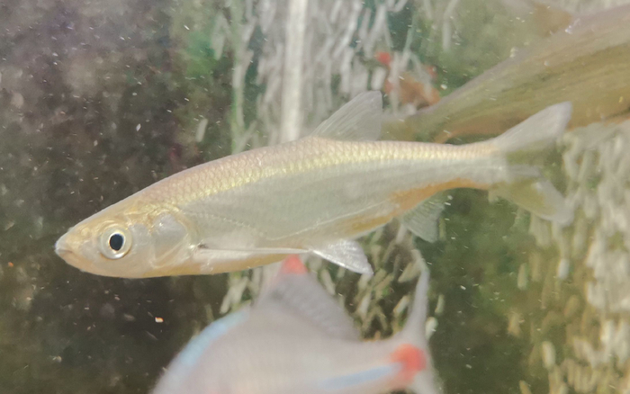 䱗。北京市水文总站供图