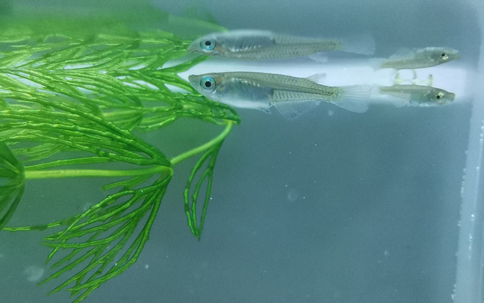 中华青鳉。北京市水文总站供图